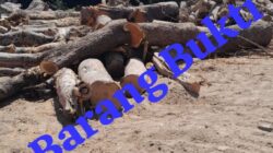 Kasus Penebangan Liar Gunung Bentar Mandek, LSM PASKAL Soroti Lambannya Penanganan Polres Probolinggo