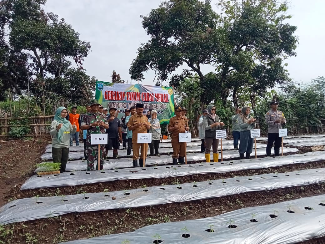 TNI Turun ke Sawah, Koramil Lumbang Dampingi Petani Cabe Demi Ketahanan Pangan Nasional