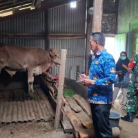 Koramil 0820/22 Dringu Kawal Ketahanan Pangan, Program Peternakan Sapi di Sumber Agung Dievaluasi