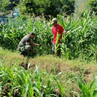 Pendampingan Pertanian, Sertu Dodik Pastikan Tanaman Jagung Petani Sentulan Tumbuh Optimal