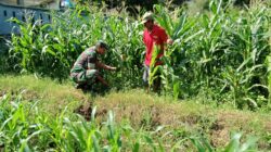 Pendampingan Pertanian, Sertu Dodik Pastikan Tanaman Jagung Petani Sentulan Tumbuh Optimal