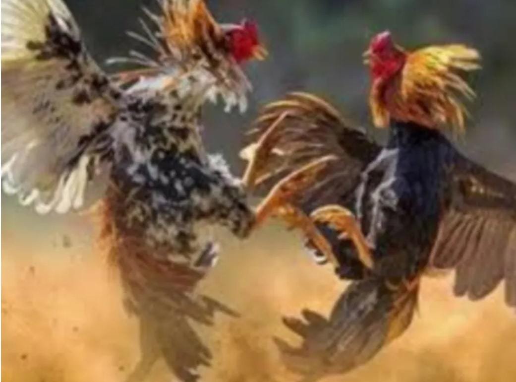 Sabung Ayam dan Judi Dadu di Karanggayam Diduga Beroperasi Bertahun-tahun, Warga Pertanyakan Minimnya Penindakan