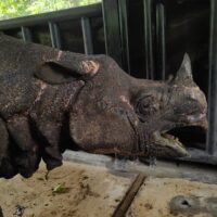 TNI Bantu Penyelamatan Badak di Taman Nasional Ujung Kulon