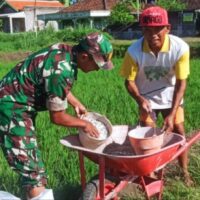 Babinsa Slorok Serma Sutrisno Melaksanakan Pemupukan Padi Bersama Kelompok Tani