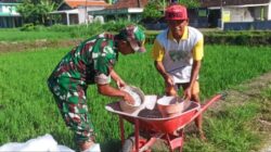 Babinsa Slorok Serma Sutrisno Melaksanakan Pemupukan Padi Bersama Kelompok Tani