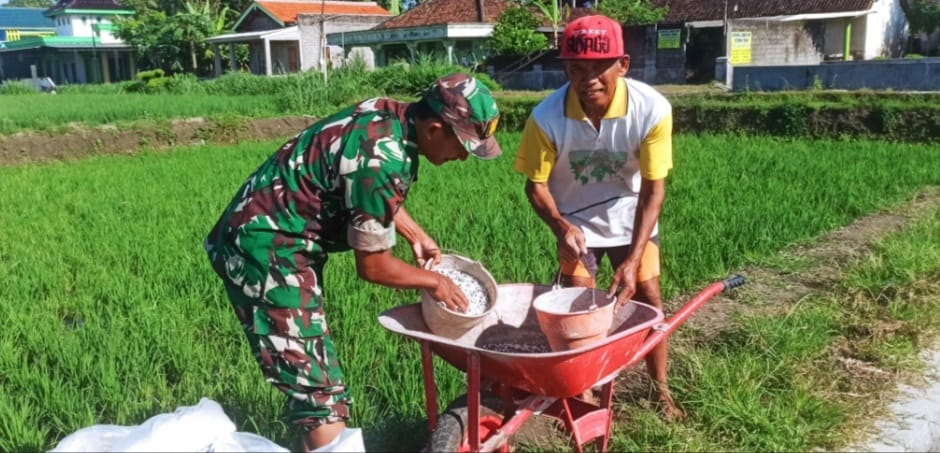 Babinsa Slorok Serma Sutrisno Melaksanakan Pemupukan Padi Bersama Kelompok Tani