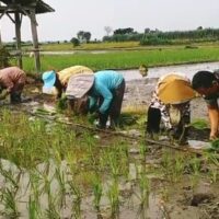 Wujudkan Ketahanan Pangan Wilayah, Babinsa Srengat Dampingi Warga Tanam Padi