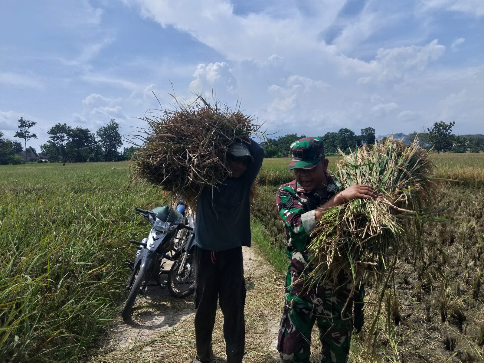 Babinsa Sukorejo Koramil 0808/09 Sutojayan Bantu Panen Padi Dukung Ketahanan Pangan Di Blitar