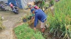 Babinsa Desa Kalimanis Dampingi Program TNI Manunggal Air untuk Pengairan Sawah Warga