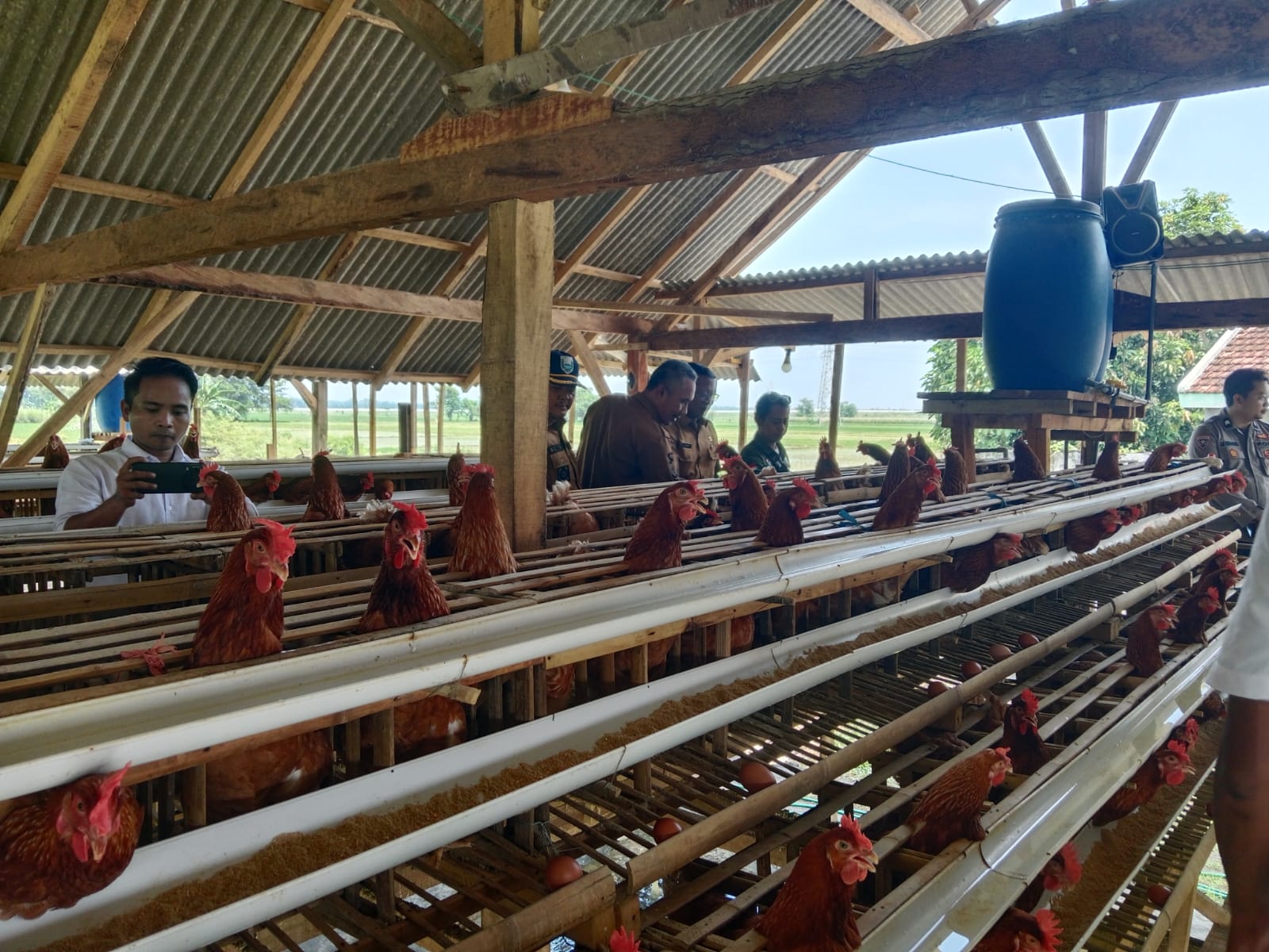 Program Desa Berdaya 2025 Hadir di Probolinggo, Jatiurip Kembangkan Peternakan Ayam Petelur Terpadu