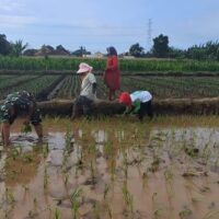 Kodim 0820/Probolinggo Konsisten Dampingi Petani, Wujud Nyata Ketahanan Pangan