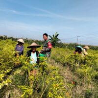 Koramil 0820/07 Wonomerto Perkuat Ketahanan Pangan lewat Pendampingan Panen Cabai