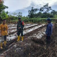 Sinergi Babinsa dan Petani: Lahan Cabai 3 Borong Mulai Disiapkan di Tabu Darat Hulu