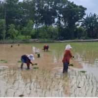 Gerakan Swadaya Pangan Kodim Probolinggo, Babinsa Dampingi Penanaman Padi Warga