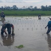 Dukung Ketahanan Pangan Nasional, Serda Dedy Awang Dampingi Penanaman Padi Milik Bapak Sumino