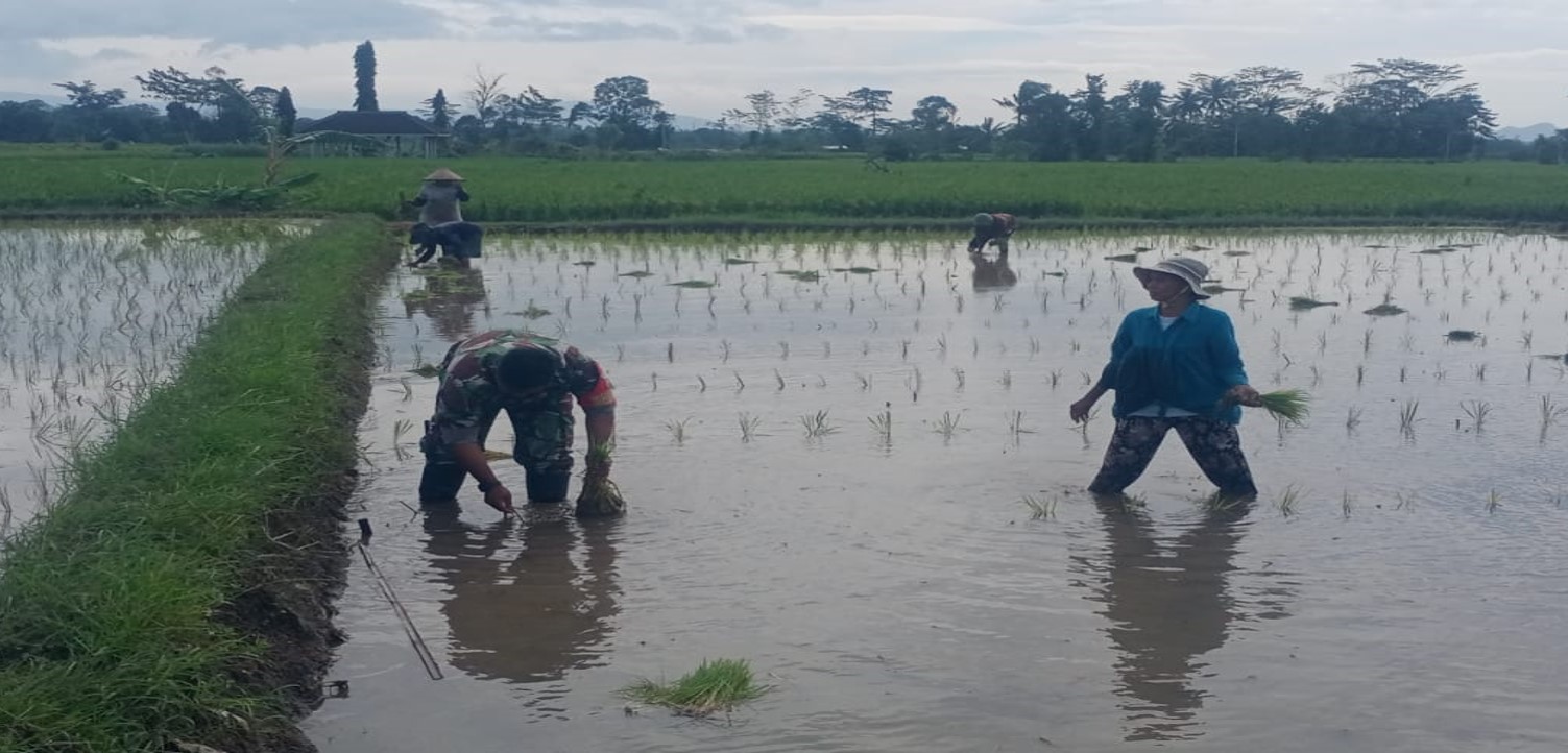 Dukung Ketahanan Pangan Nasional, Serda Dedy Awang Dampingi Penanaman Padi Milik Bapak Sumino Dukung Ketahanan Pangan Nasional, Serda Dedy Awang Dampingi Penanaman Padi Milik Bapak Sumino