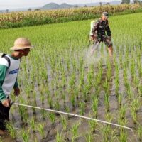 Bantu Perawatan Tanaman Padi, Babinsa Kelurahan Satrean Dampingi Poktan Kembang Kuning