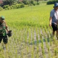 Babinsa Dermojayan Wujudkan Ketahanan Pangan, Turun Langsung Bantu Petani Memupuk Padi