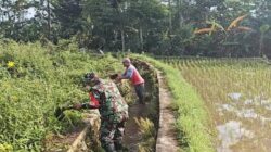 Bersihkan Saluran Irigasi Sawah, Sertu Yudha Gotong Royong Bersama Warga Desa Ngreco