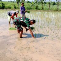 Kodim 0820/Probolinggo Laksanakan Gerakan Swadaya Pangan Nasional di Tegalsiwalan