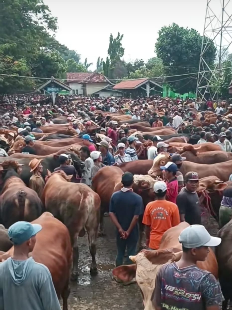 Dugaan Penipuan Kembali Terjadi di Pasar Sapi Wonoasih Kota Probolinggo, 10 Kasus dalam 8 Bulan: Lemahnya Pengawasan Disorot Dugaan Penipuan Kembali Terjadi di Pasar Sapi Wonoasih Kota Probolinggo, 10 Kasus dalam 8 Bulan: Lemahnya Pengawasan Disorot