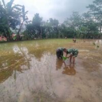 BABINSA KODIM 0820/PROBOLINGGO BANTU PETANI TANAM PADI DI WILAYAH KURIPAN
