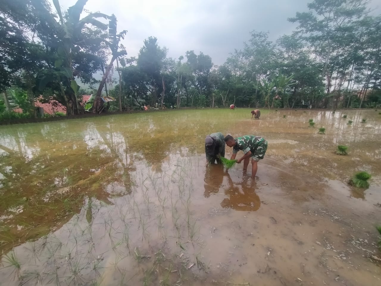 BABINSA KODIM 0820/PROBOLINGGO BANTU PETANI TANAM PADI DI WILAYAH KURIPAN