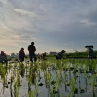 Kodim 0820/Probolinggo Dukung Swasembada Pangan Nasional Melalui Pendampingan Petani Padi di Desa Wangkal