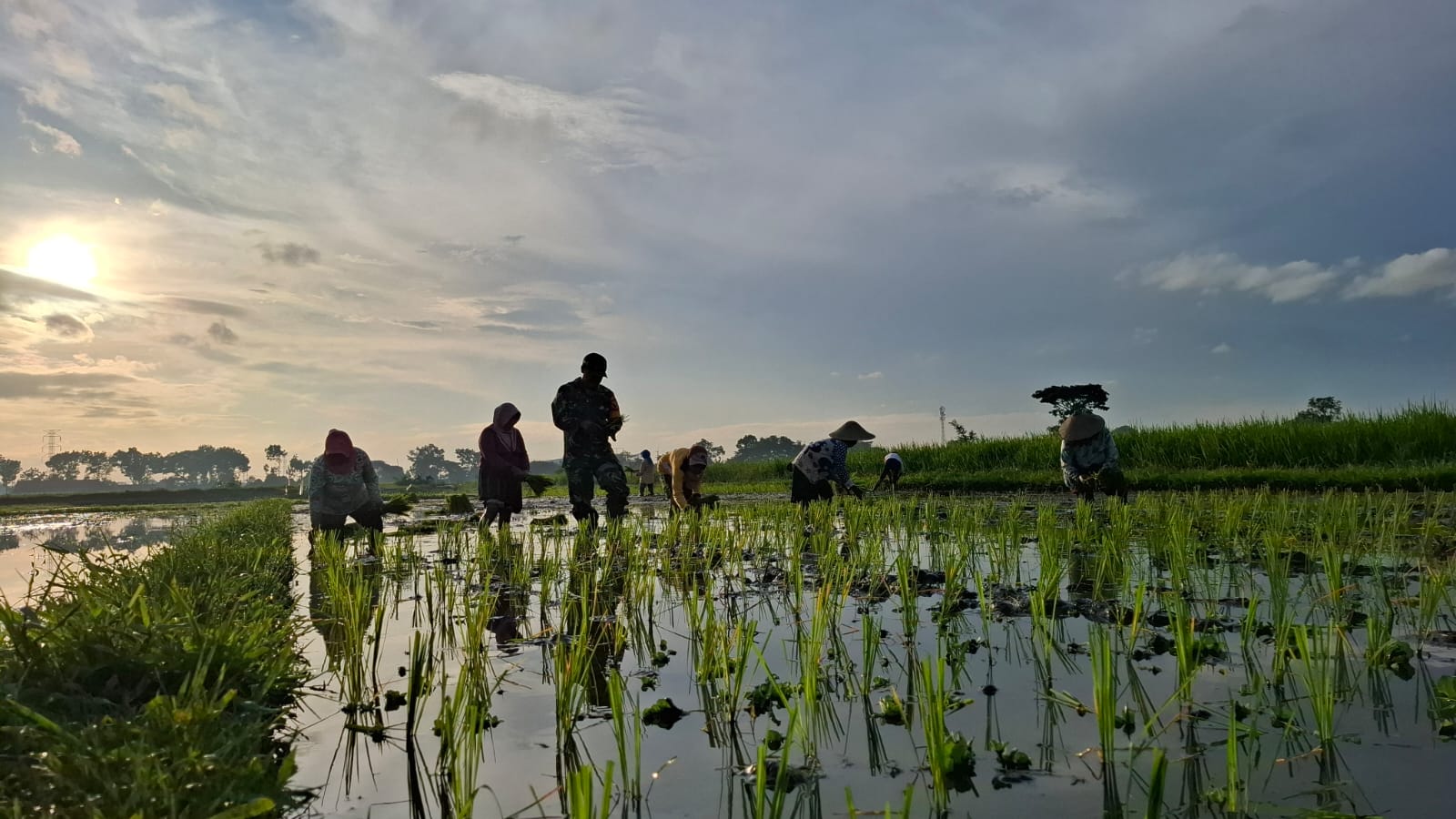 Kodim 0820/Probolinggo Dukung Swasembada Pangan Nasional Melalui Pendampingan Petani Padi di Desa Wangkal