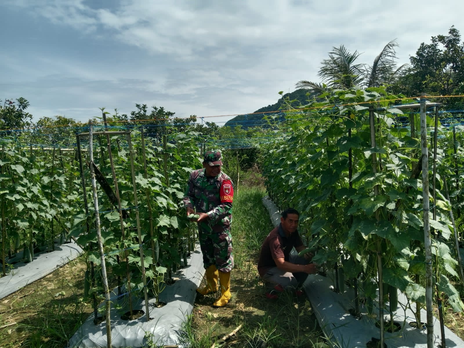 Babinsa Haruyan Hadir di Tengah Petani, Bantu Panen Mentimun di Hapulang