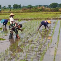Babinsa Kodim 0820/Probolinggo Aktif Dampingi Petani, Dukung Gerakan Swasembada Pangan Nasional