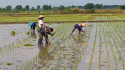 Babinsa Kodim 0820/Probolinggo Aktif Dampingi Petani, Dukung Gerakan Swasembada Pangan Nasional