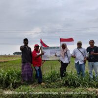 Inpari 32 Jadi Andalan, Penyuluh dan KTNA Wonomerto Dorong Petani Terapkan SOP Budidaya Modern