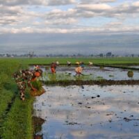 Babinsa Koramil 0820-23/Gading Dampingi Petani Padi di Desa Betektaman