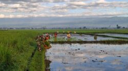 Babinsa Koramil 0820-23/Gading Dampingi Petani Padi di Desa Betektaman