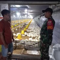 Dekat dengan Warga, Babinsa Sambangi Peternak Ayam Potong di Muara Rintis