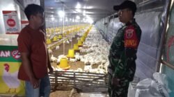 Dekat dengan Warga, Babinsa Sambangi Peternak Ayam Potong di Muara Rintis