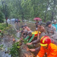 Respon Cepat Polres Probolinggo Evakuasi Pohon Tumbang, Arus Lalu Lintas Kembali Lancar