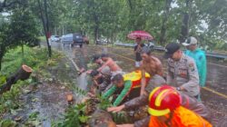 Respon Cepat Polres Probolinggo Evakuasi Pohon Tumbang, Arus Lalu Lintas Kembali Lancar