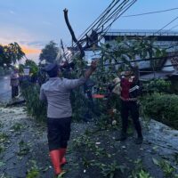 Polres Probolinggo Bersama BPBD Evakuasi Pohon Tumbang di Jalur Pantura Paiton