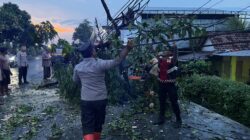 Polres Probolinggo Bersama BPBD Evakuasi Pohon Tumbang di Jalur Pantura Paiton