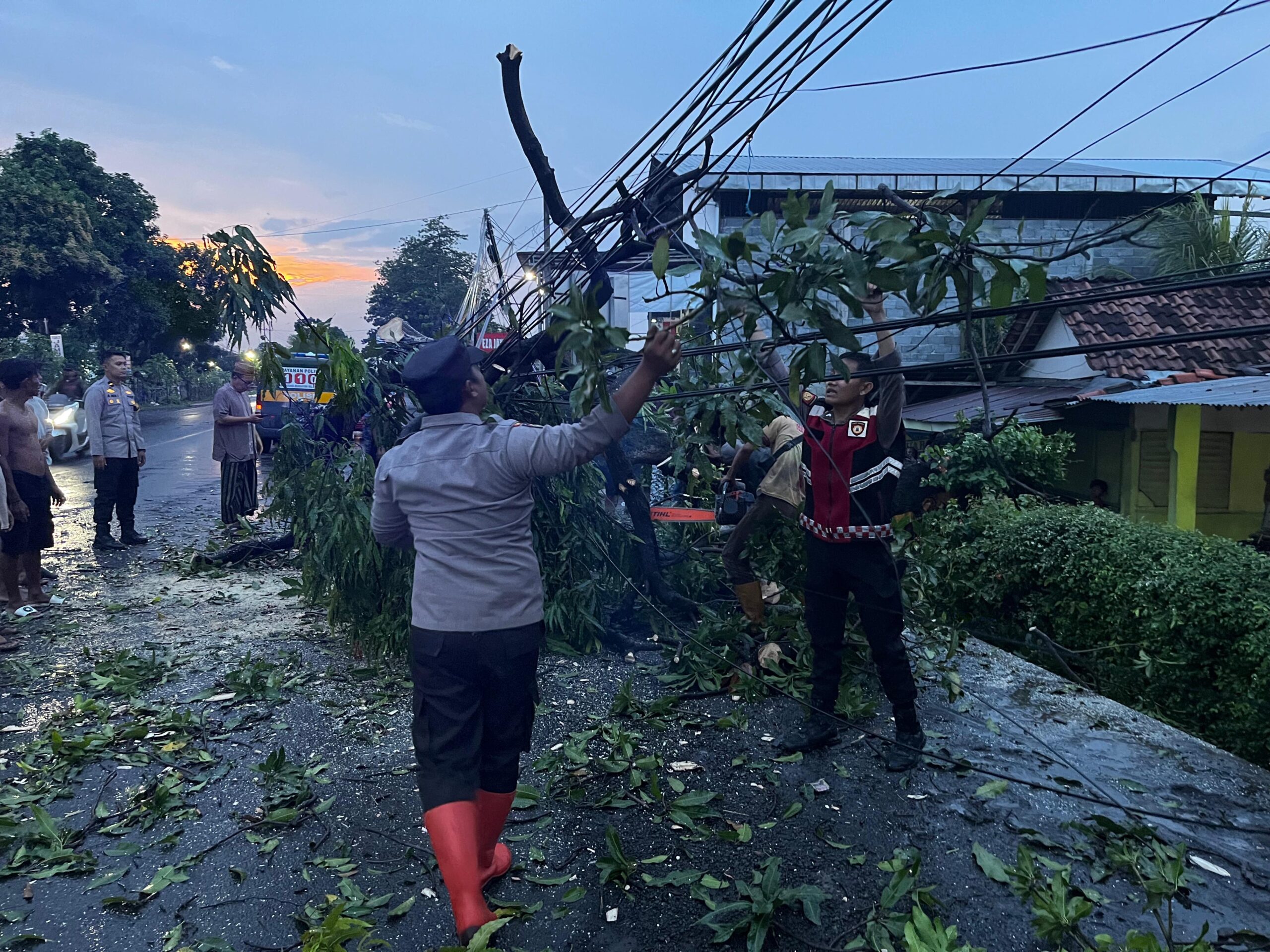 Polres Probolinggo Bersama BPBD Evakuasi Pohon Tumbang di Jalur Pantura Paiton Polres Probolinggo Bersama BPBD Evakuasi Pohon Tumbang di Jalur Pantura Paiton