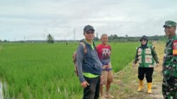Babinsa dan PPL Dampingi Poktan, Tingkatkan Produktivitas Pertanian di Wilayah Binaan