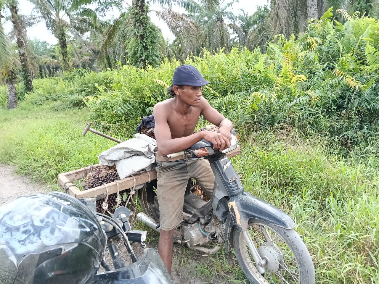 PT. Agrinas Sukaramai Labura Berdayakan Pekerjakan Masyarakat Sekitar, Hadapi Tantangan Pencurian PT. Agrinas Sukaramai Labura Berdayakan Pekerjakan Masyarakat Sekitar, Hadapi Tantangan Pencurian