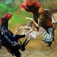 Ketika Sabung Ayam Lebih Kuat dari Undang-Undang