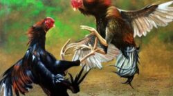 Ketika Sabung Ayam Lebih Kuat dari Undang-Undang