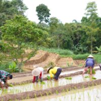 Satgas TMMD Ke 127 Bersama Warga Laksanakan Penanaman Padi Dukung Ketahanan Pangan Di Desa Krisik