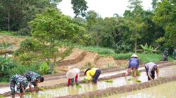 Satgas TMMD Ke 127 Bersama Warga Laksanakan Penanaman Padi Dukung Ketahanan Pangan Di Desa Krisik
