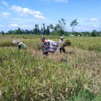 Dukung Swasembada Pangan Nasional, Babinsa Desa Slumbung Dampingi Petani Panen Padi