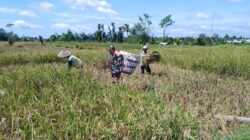 Dukung Swasembada Pangan Nasional, Babinsa Desa Slumbung Dampingi Petani Panen Padi
